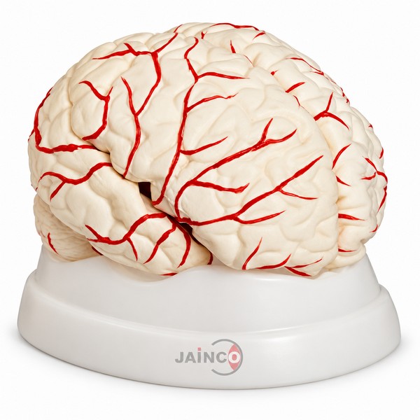 Brain with Arteries